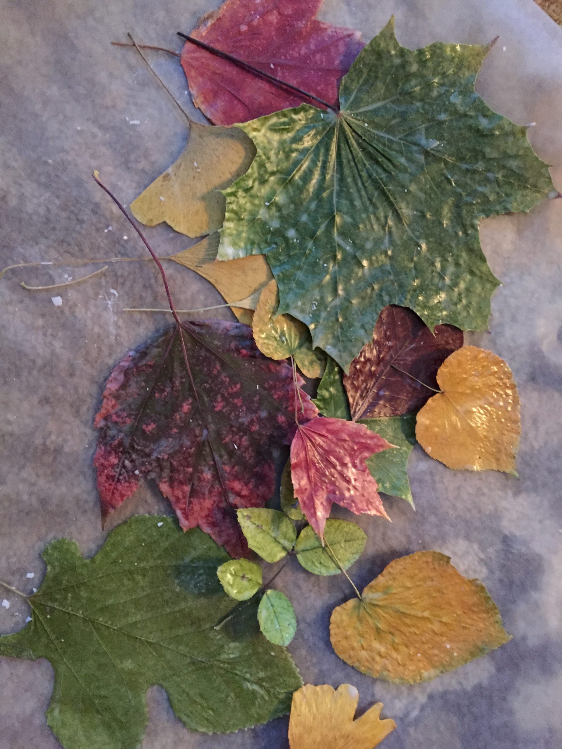 DIY Project: Turn Leaves into Wall Art