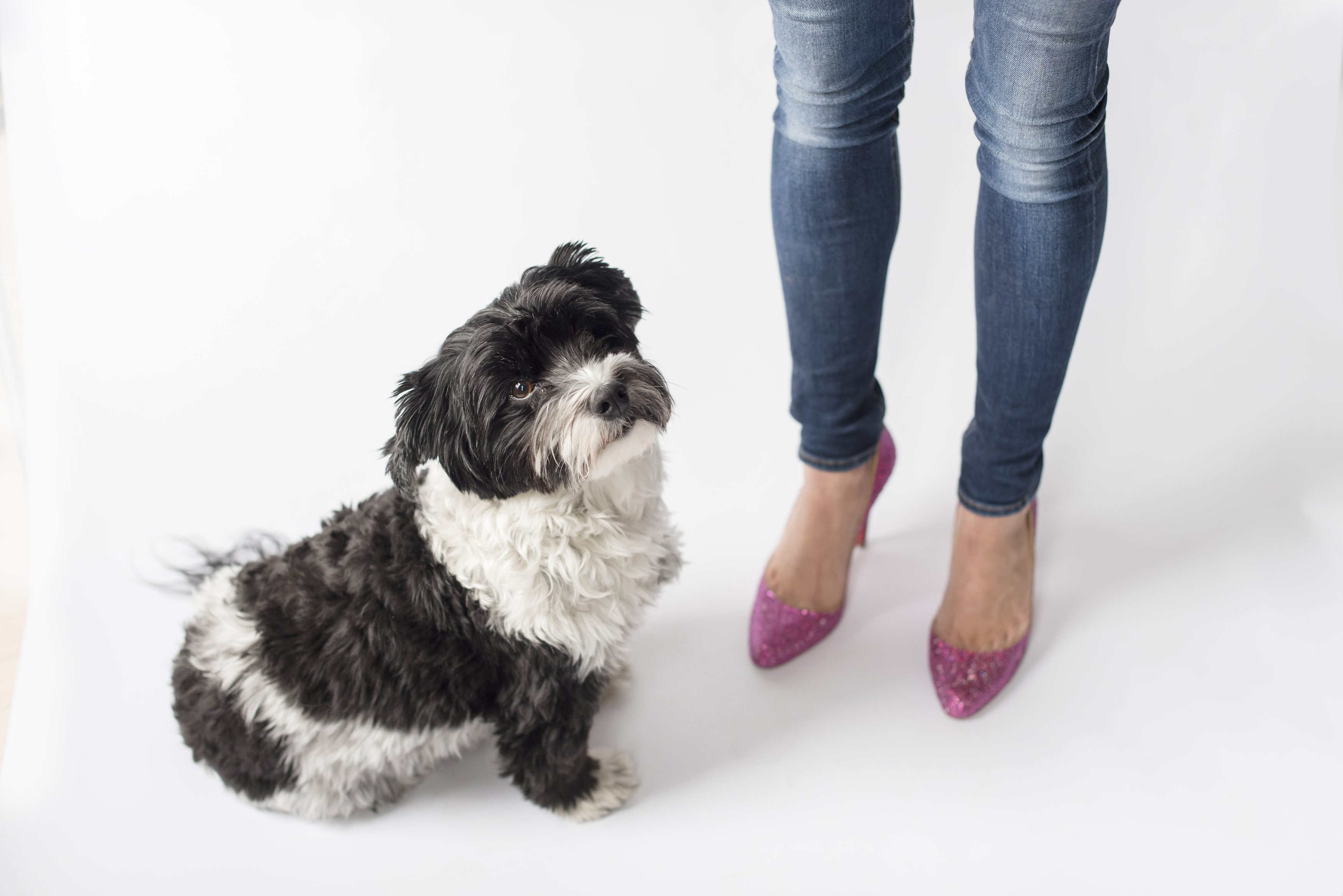4 Perks of a Dog-Friendly Office