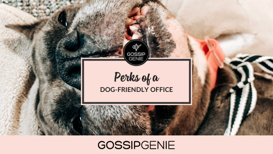 Perks of a Dog-Friendly Office Ft. Our Newest Genie